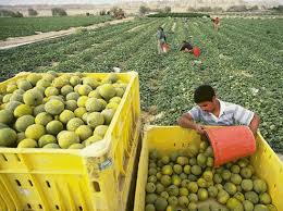 Káº¿t quáº£ hÃ¬nh áº£nh cho áº£nh israel