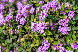 They retain moisture, control erosion, and provide habitat for pollinators like bees and butterflies. Alternatives To Grass In Backyard Lawn Replacement Tips Install It Direct