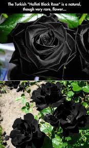 20 Black Flowers And Plants To Add Drama To Your Garden Black Flowers Black Garden Witch Garden