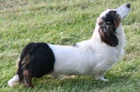 Dachshund Black And White I Ve Never Seen This Coloring Best Small Dog Breeds Dachshund Dog Dachshund Pictures
