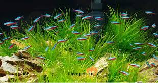 How Many Tetra Fish Can I Put In A 5 10 20 Gallons Or Liters Tank Tetra Fish Fresh Water Fish Tank Tropical Fish Tanks