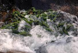 Image result for Hydrostachys polymorpha