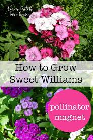 We don't just send flowers. How To Grow Sweet Williams Flower Patch Farmhouse