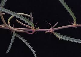 Image result for Corchorus asplenifolius