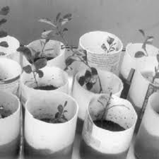 Image result for Clerodendrum lutambense