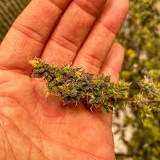 Organic, soil grown marijuana produced in hand batches using the most advanced growing methods in steamboat springs, colorado. Australian Bastard Cannabis Abc Inbred Line 7 Regular Seeds Dcse