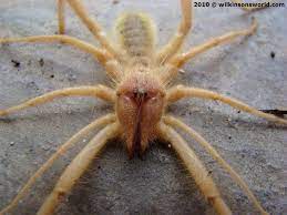 Regardless, if these crickets are infesting your home or garage, you need to get rid of them. Camel Spider Wilkinson S World
