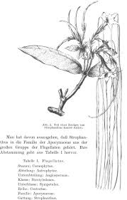 Image result for Strophanthus gardeniiflorus