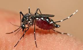 Sociedad invasión de mosquitos jueves 11 de febrero de 2021. Por Que Hay Invasion De Mosquitos Y Que Preve Hacer La Imm