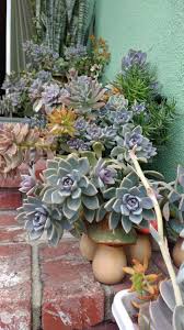 Entrance Succulent Decor Succulents Decor Succulents Cacti And Succulents