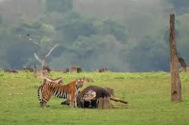 Bengal Tiger's Battle Against Other Animals