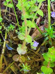 Image result for Bacopa hamiltoniana