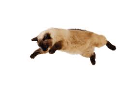 Most cats will be happy with a simple towel or throw pillow, but a cat bed works even better. High Rise Syndrome What Is It How Far Can A Cat Fall And Survive