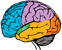 Resultado de imagen de the brain