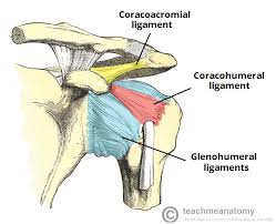 For that reason, and because of the dexterity of the shoulder joint. The Shoulder Joint Structure Movement Teachmeanatomy