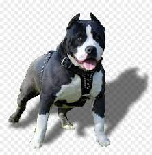 Check spelling or type a new query. Cachorro Pitbull Png Image With Transparent Background Toppng