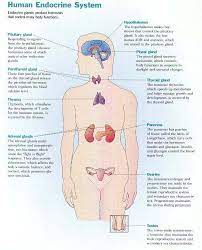 Your Endocrine System Hormonal System Endocrine System Endocrine System Hormones Endocrine