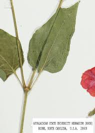 Image result for Mirabilis