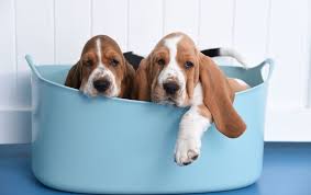 Each puppy will leave with akc paperwork, certificate of. Basset Hound Puppies Home Facebook