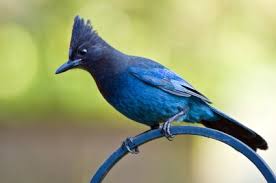 Small Birds That Look Like Cardinals The Blue Cardinal Two Fisted Bird Watcher Bird Watcher Bird Animals
