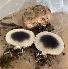 Image result for Scleroderma cepa