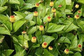 Image result for Spilanthes