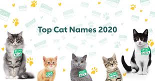 Hector the dog and his roommate zsazsa the cat, in hector's house. The 100 Most Popular Male And Female Cat Names Of 2020 Rover Com