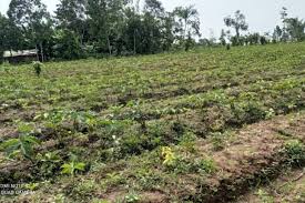 Jun 17, 2021 · parmo (47 tahun), salah satu petani di desa klangon mengatakan bahwa porang awalnya tidak dilirik orang karena dianggap sebagai tanaman liar. Petani Lebak Kembangkan Tanaman Porang Antara News Banten