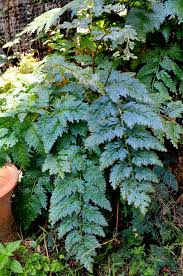 Image result for Selaginella mittenii