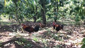 Bismillah penyeri jambangan di hujung desa, anggerik hutan di dahan cemara; Ayam Hutan Merah Youtube Channel Analytics And Report Powered By Noxinfluencer Mobile