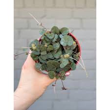 Image result for Ceropegia stenifolia