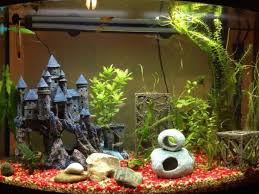 Known for their vivid colors and spectacular fins, bettas deserve a quality home. 27 Betta Fish Tank Ideas Wonderfully Creative Designs