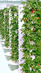 72 days of growth of 36 tomato plants on 4 aeroponic towers #tomato #farming  #agriculture #gardening #aeroponics #soilless #hydroponics #verticalfarming