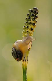 Schnecke Schnecken Weichtiere Tiere