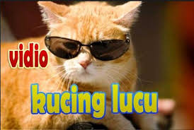 Vidio Kucing Lucu Bikin Ngakak For Android Apk Download