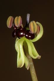 Image result for Camptorrhiza