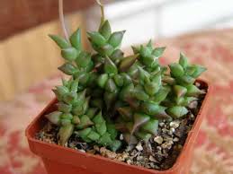 Image result for Anacampseros rhodesica