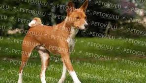 Basenji Irki Egitimi Ve Ozellikleri Pet Okulu