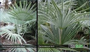 Trachycarpus sp.'wilailak 'is another name used for t. Palmachtingen Bamboe Siergras Exoten Specialist Kwekerij Tuin Bamboehaag Tuinarchitectuur Landschapsontwerp