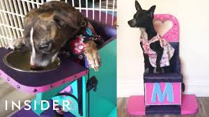 High Chairs Let Dogs With Eating Problems Eat Upright Youtube