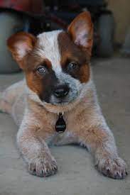 7 Best Puppies Images Puppies I Love Dogs Dogs