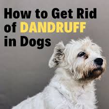 4 Types Of Dandruff In Dogs Easy Ways To Control It At Home In 2020 Dog Dandruff Dog Dry Skin Remedy Puppy Dandruff