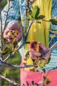 Que Faire Au Jardin En Octobre Jardins Faire Soi Meme Et Conseil Jardinage