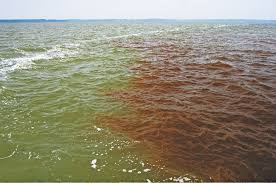 Red tide levels jump in southwest florida the weather channel. Scott Seeks Red Tide Research Draws Criticism Tallahassee Reports