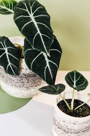 The alocasia originates from malaysia and borneo. Alocasia Reginula The Queen Alocasia Aka Black Velvet