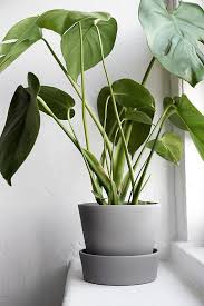 The Best Ikea Hacks Of All Time Ikea Plants Plant Decor Plants