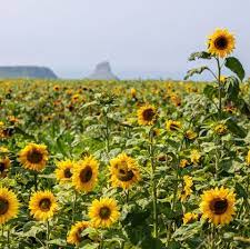 We would like to show you a description here but the site won't allow us. Flower Fields Near Me The Best Uk Locations To See Flowers