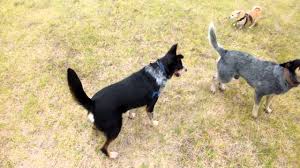 Amazing Dog Obsession Border Collie V Tennis Ball Obsessed Dog Blue Heeler Youtube You name it, it's probably bred with a border collie at some point. amazing dog obsession border collie v tennis ball obsessed dog blue heeler