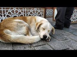 The Animals House Of The Falling Sun Official Youtube In 2020 Animals Animal House Animal Photo