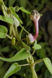 Image result for Ceropegia schinziata